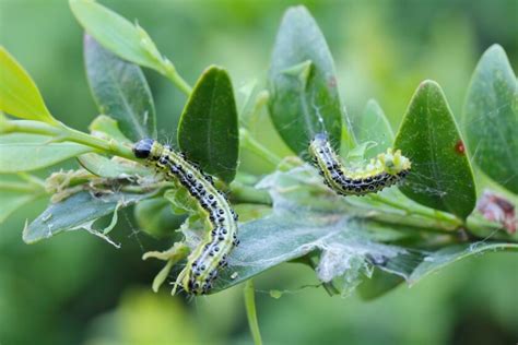 Detailný záber húsenice vijačky krušpánovej na liste krušpánu