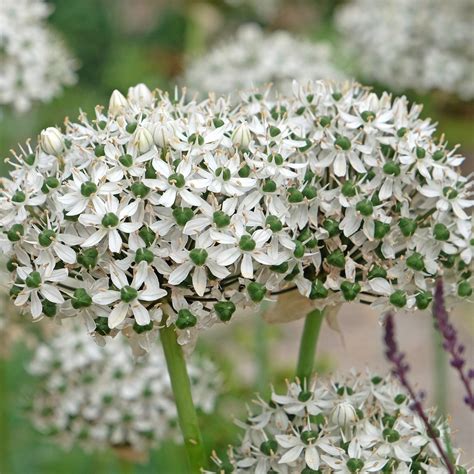 Záhon s Allium nigrum a fialovými trvalkami