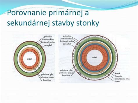 Porovnanie stavby kvetu čajohybridu a floribundy