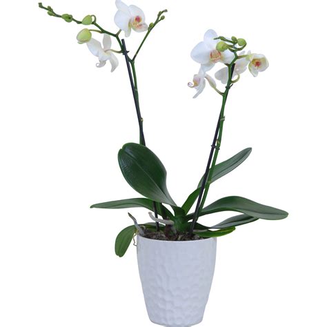 Tematické foto: Orchidea Phalaenopsis v priehľadnom črepníku