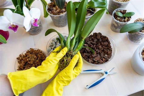 Foto: Potrebné nástroje na presádzanie orchidey (priehľadný črepník, substrát, nožnice)
