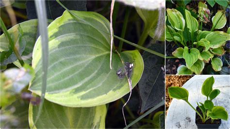 Detailný záber na hustý trs kostravy modrej s výraznými modro-šedými listami.