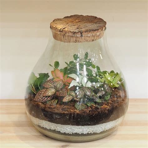 Schéma rastlinného terária s rastlinami