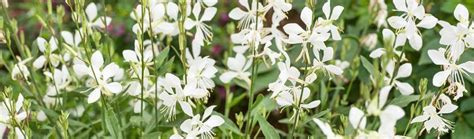 Detail kvitnúcej gaury s motýlími kvetmi