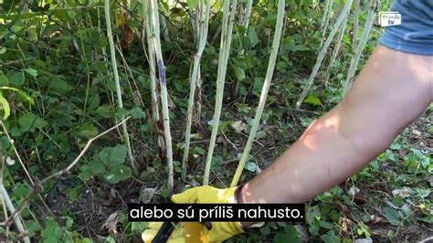 Schéma ideálneho pestovateľského sponu pre maliny s drôtenou oporou