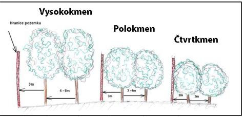 Infografika znázorňujúca správnu vzdialenosť výsadby stĺpovitých jabloní