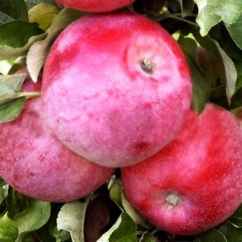 Detailný záber plodov jablone ´Pompink´