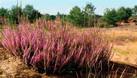 Schéma porovnania vzhľadu vresu (Calluna) a vresovca (Erica) - detail listov a kvetov