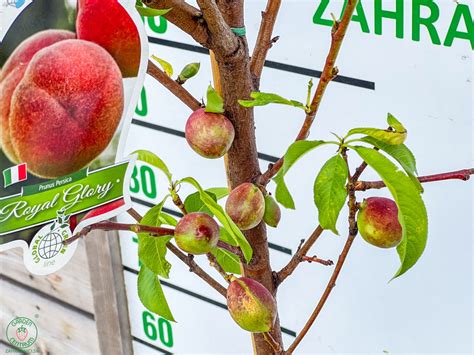 Ilustrácia broskyne 'Royal Glory' s detailom šupky a dužiny