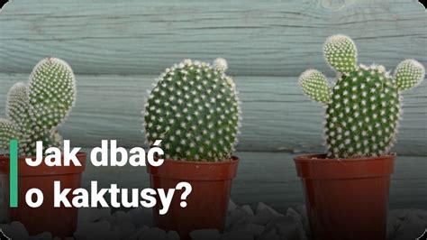 Infografika: Sezónny kalendár starostlivosti o kaktusy (zálievka, hnojenie, zimovanie)