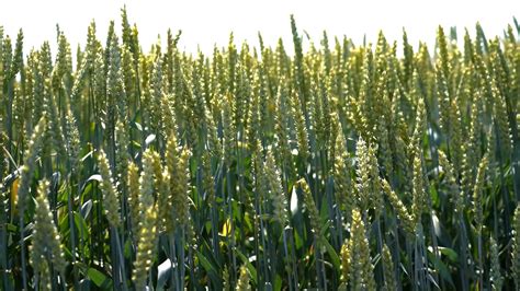 Ilustračné foto klasov ozimnej pšenice