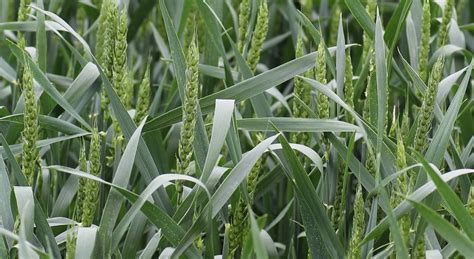 Ilustračné foto poľa jarnej pšenice