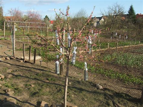 Ilustrácia správneho odberu vrúbľov z ovocného stromu