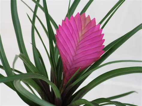 Tillandsia cyanea s ružovým kvetenstvom