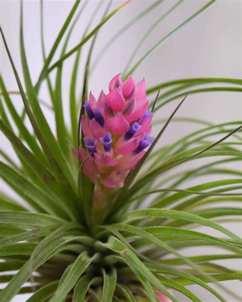 Tillandsia cyanea s rozvinutými listami v kvetináči