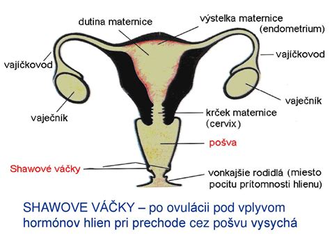Cyklické zmeny hladín ženských pohlavných hormónov