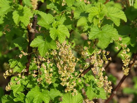 Zobrazenie kríka ríbezle 'Jonkheer van Tets' s detailom listov a tvaru rastliny