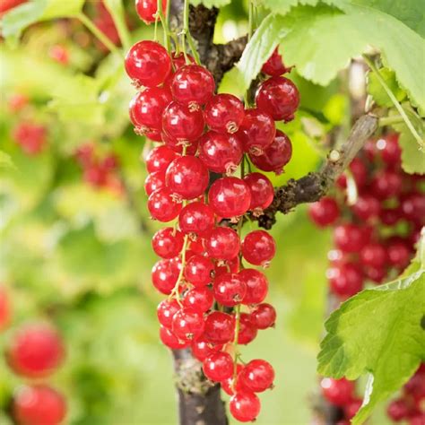 Detailné zobrazenie zrelých červených ríbezlí 'Jonkheer van Tets' na strapci