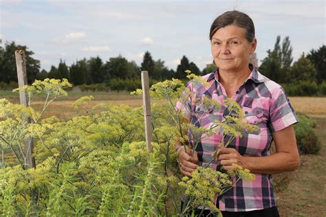 Tematické foto: Ekologické pestovanie liečivých rastlín na poli