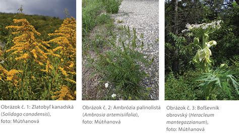 Tematické foto: Rôzne invázne druhy rastlín ohrozujúce pôvodné ekosystémy