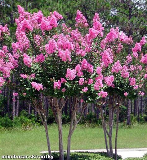 Kvitnúci krík muchovníka s bielymi súkvetiami