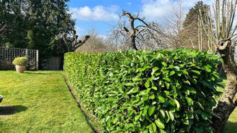 Hustý, zelený a neopadavý živý plot z vavrínovca