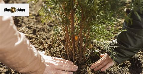 Rôzne druhy ovocných stromčekov pripravených na výsadbu