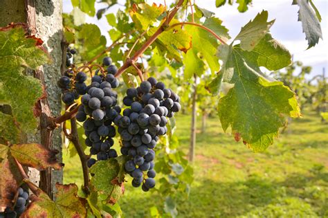 Schéma ideálneho stanovišťa pre vinič na južnom svahu s vyznačenými sponami výsadby