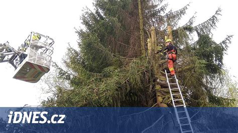 Arborista v akcii pri ošetrovaní vysokého stromu