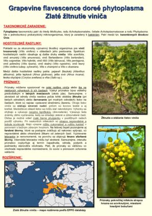 Schematická ilustrácia konkurencie burín a viniča o zdroje v pôde