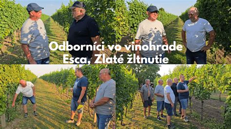 Fotografia zatrávneného medziradia vo vinohrade
