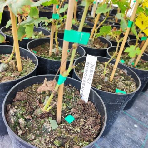 Správne umiestnená sadenica viniča v jame s kopčekom zeminy nad povrchom