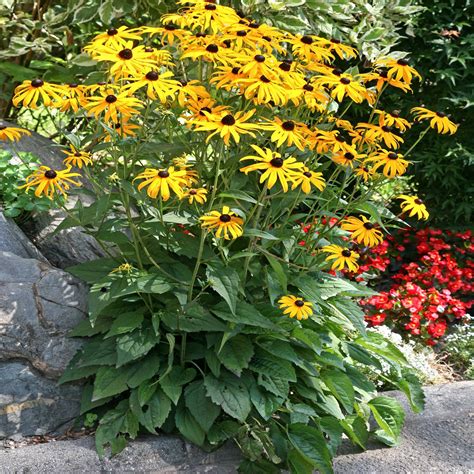 Fotografia Rudbekie (Rudbeckia) v plnom kvete