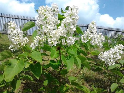 Foto: Kvitnúci biely orgován na jar
