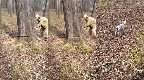 Ilustrácia epifytického rastu orchideí na kmeni stromu.