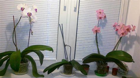 Detail orchideovej stonky s očkami po odkvitnutí.