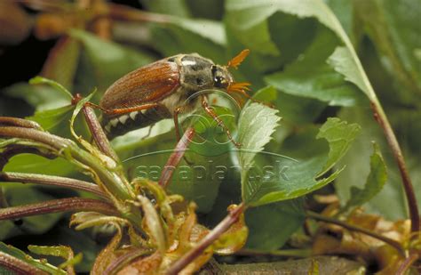 Detailná fotografia smútiviek (dospelé jedince a larvy)