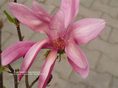 ilustrácia kvitnúcej magnólie hviezdokvetej