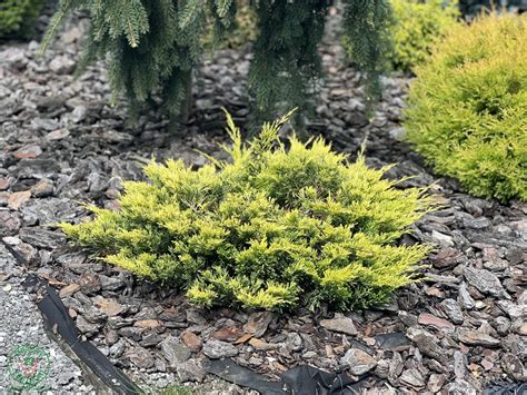 Tematické foto borievky Golden Carpet ako pôdopokryvnej rastliny
