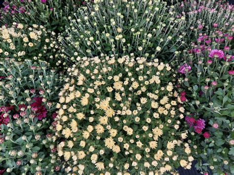 Infografika s postupom strihania a tvarovania chryzantém