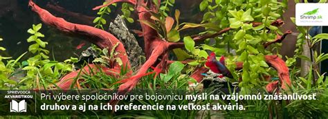 Ideálne nastavenie akvária pre bojovnicu s rastlinami
