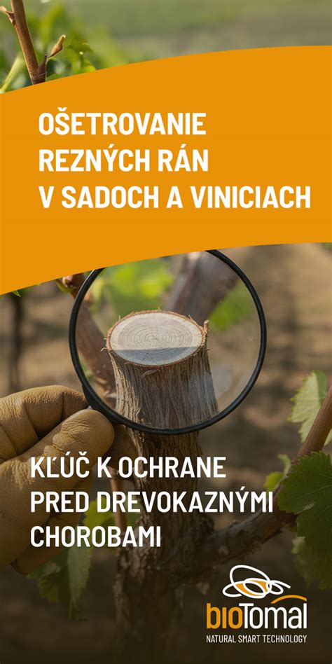 Schéma rezu figovníka pre správne rozkonárenie a tvorbu plodov