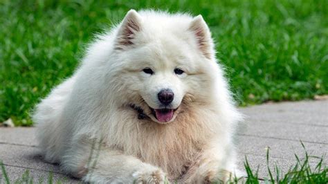 Pes s hustou srsťou v lete