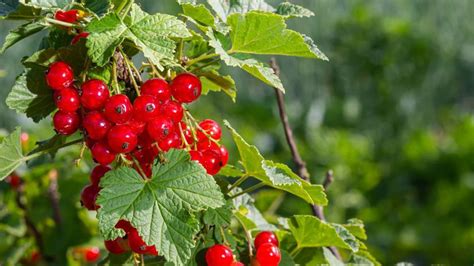 Stromčekové ríbezle v plnom raste v záhrade