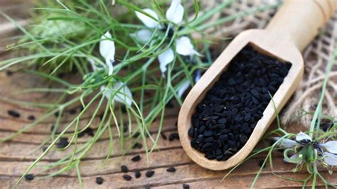 Tematické foto: semienka čiernej rasce a rastlina Černušky siatej