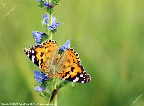 fotografia - rôznorodosť opeľovačov na kvete