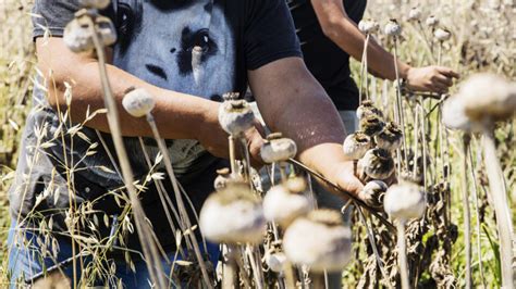 Infografika agrotechnických termínov: sejba, jednotenie a zber maku