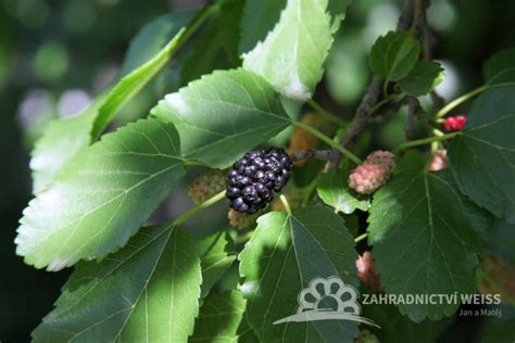 Schéma výsadby moruše do veľkej nádoby s drenážnou vrstvou