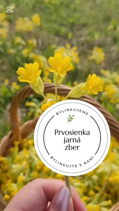 Detailný záber na kvitnúcu prvosienku jarnú v prirodzenom prostredí so zameraním na jej žlté kvety