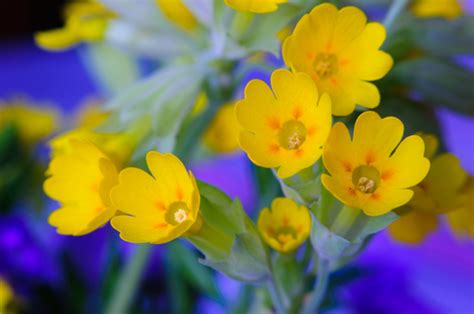 Infografika zobrazujúca hlavné liečivé benefity prvosienky jarnej pre ľudský organizmus